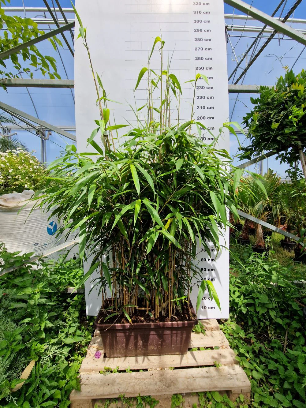 Image du produit 8